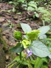 Acanthoideae