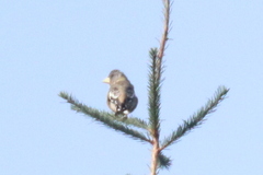 Coccothraustes vespertinus