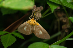 Asota plaginota