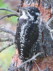 Picoides dorsalis