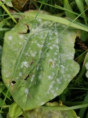 Golovinomyces sordidus