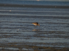 Limosa lapponica baueri