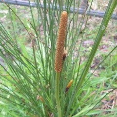 Xanthorrhoea minor lutea