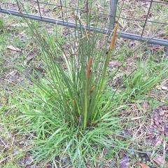 Xanthorrhoea minor lutea
