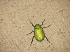 Chrysina beyeri