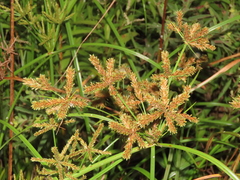 Cyperus imbricatus