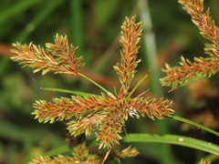Cyperus imbricatus