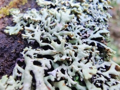 Hypogymnia