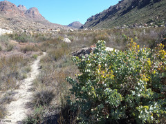 Rafnia amplexicaulis