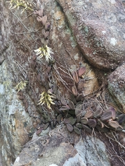 Dendrobium linguiforme