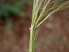 Austrostipa nitida