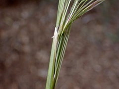 Austrostipa nitida