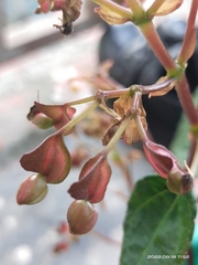 Begonia josephi