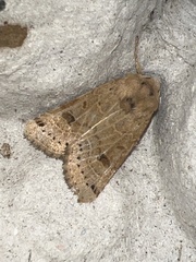 Agrochola lunosa