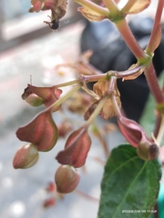 Begonia josephi