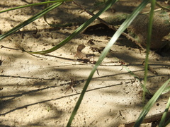 Callisaurus draconoides