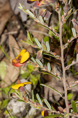 Bossiaea eriocarpa