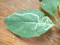 Phytomyza agromyzina group