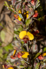 Bossiaea eriocarpa