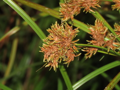 Cyperus imbricatus