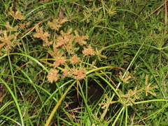 Cyperus imbricatus