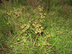 Cyperus imbricatus