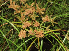 Cyperus imbricatus