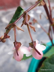 Begonia josephi