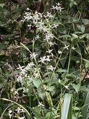 Clematis aristata