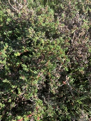 Frankenia pauciflora