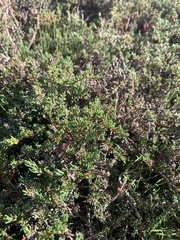 Frankenia pauciflora