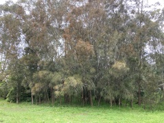 Allocasuarina littoralis