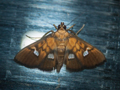 Nosophora semitritalis