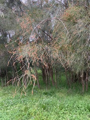 Allocasuarina littoralis