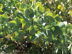Rafnia amplexicaulis