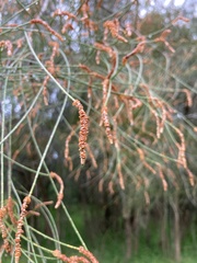Allocasuarina littoralis