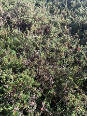 Frankenia pauciflora