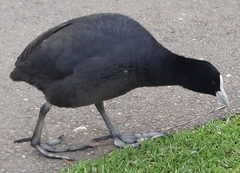 Fulica atra australis