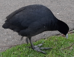 Fulica atra australis