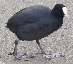 Fulica atra australis