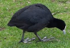Fulica atra australis