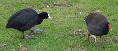 Fulica atra australis