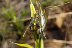 Pterostylis recurva
