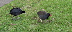 Fulica atra australis