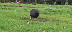 Fulica atra australis