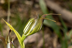 Pterostylis recurva