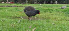 Fulica atra australis