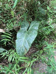 Alocasia longiloba