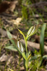 Pterostylis recurva