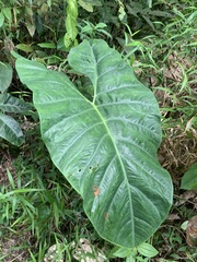 Alocasia longiloba